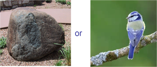 Spot the difference: rock or bird?